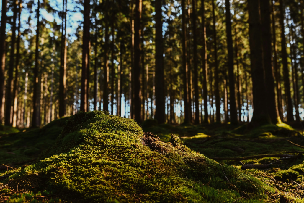 skog och mossa
